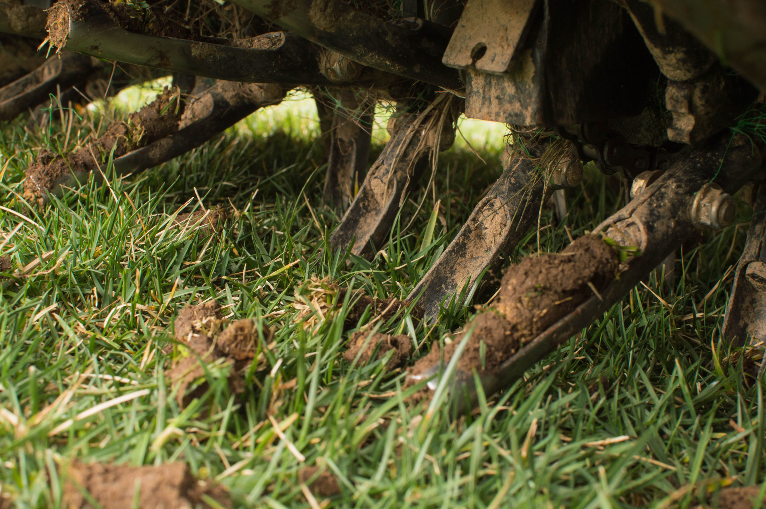 Lawn,Core,Aeration,On,Tall,Fescue,Grass